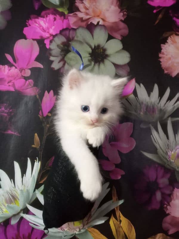 kitten white 15