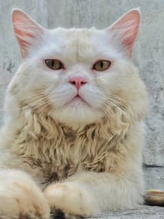 White Persian Male cat For Sale