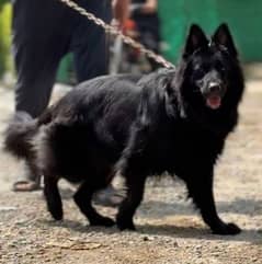 black german shepherd triple coated(female)