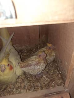 Cockateil chick's for sale