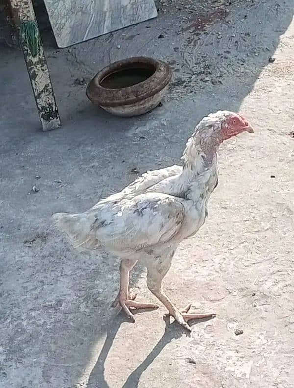 Aseel heera cross female for sale 1