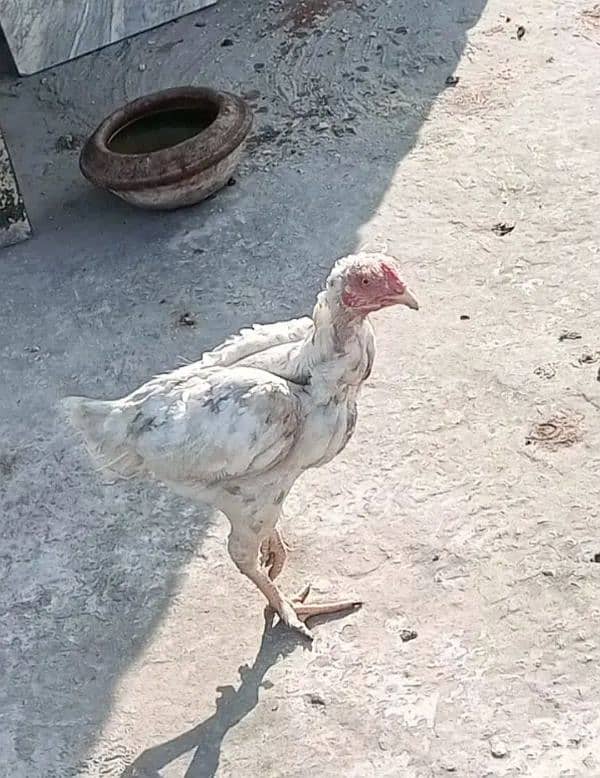 Aseel heera cross female for sale 6