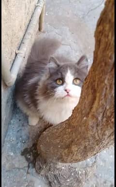 Persian Male Cat for Sale