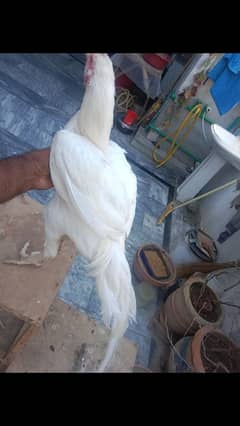 Pure Paper White Heera Male / Patha for sale