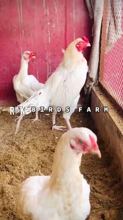 blue and white eyes heera chicks parents pics attached