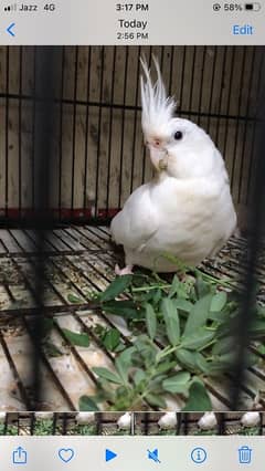 Eno Cockatiel For Sale