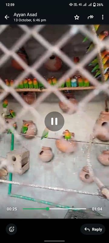 lovebirds colony in lahore 0