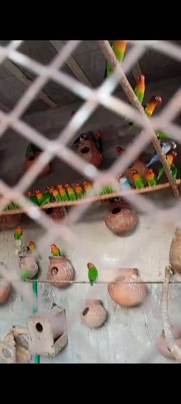 lovebirds colony in lahore 1