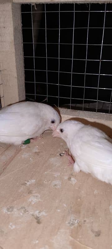 White Mini java Breeder Pair for sale 0