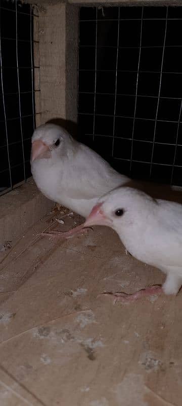 White Mini java Breeder Pair for sale 3