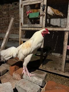 Boska murga active and healthy for sale