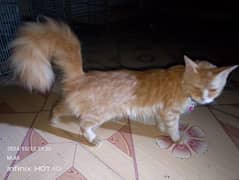 Golden Persian female Cat