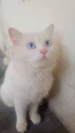 persian Male blue eyes double coated