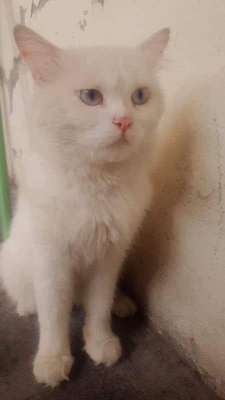 persian Male blue eyes double coated 1