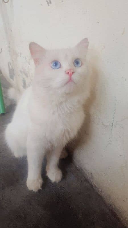 persian Male blue eyes double coated 2