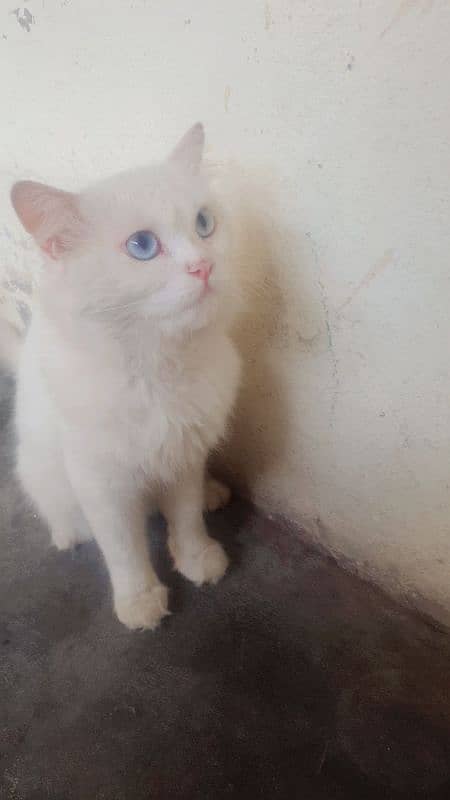 persian Male blue eyes double coated 3