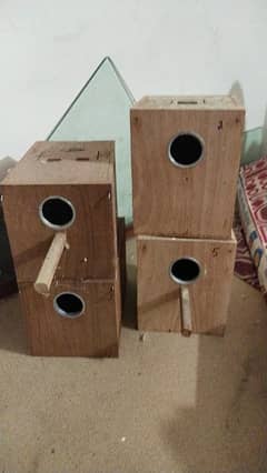 love birds box raw parrot box