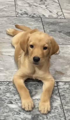 Labrador female puppy for sale