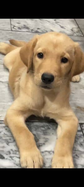 Labrador female puppy for sale 1