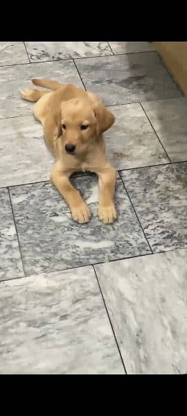 Labrador female puppy for sale 2