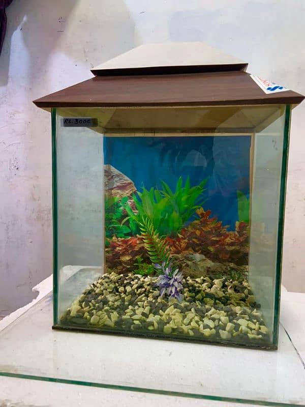 mini fish aquarium front 1 X 1 feet, 1 feet x 9 inches side 1