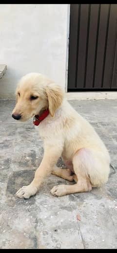 urgent sale pure golden retriever 3month old