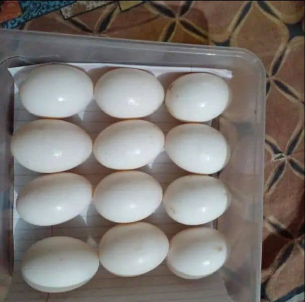 FERTILE DUCK EGG AVAILABLE 0