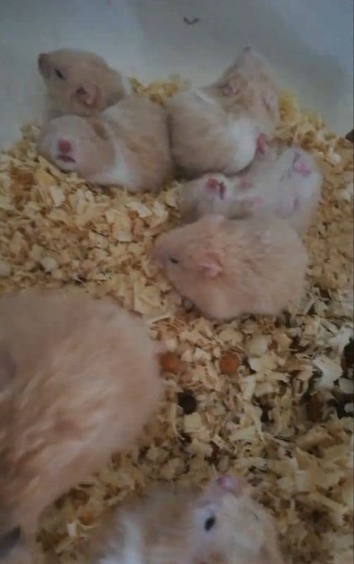 cute hamster bbies for sale 2