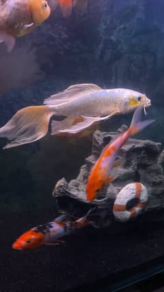 Japenese Imported Koi Carp and Fishes