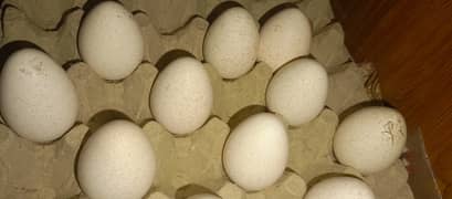 Turkey birds fertile and fresh eggs for sale