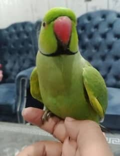 ringneck green talking parrot