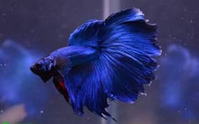 Imported large size breeder bettas 0