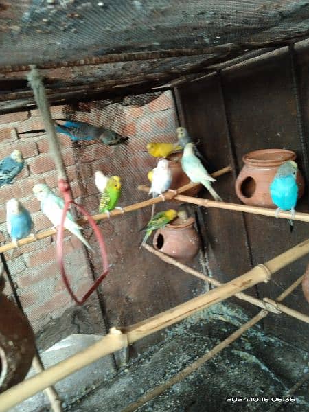 location hafizabad astralion parrot breader Ando bacho ka sath 10 pair 2