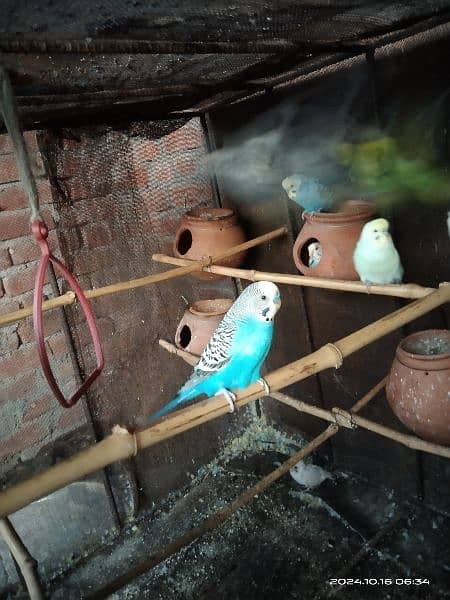 location hafizabad astralion parrot breader Ando bacho ka sath 10 pair 13