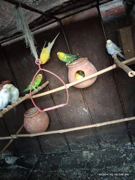 location hafizabad astralion parrot breader Ando bacho ka sath 10 pair 14