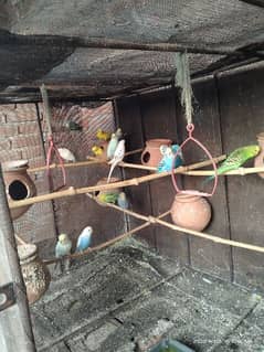 astralion parrot full breader Ando bacho ka sath 10 pair