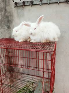 Fancy rabbit pair ready for first breed