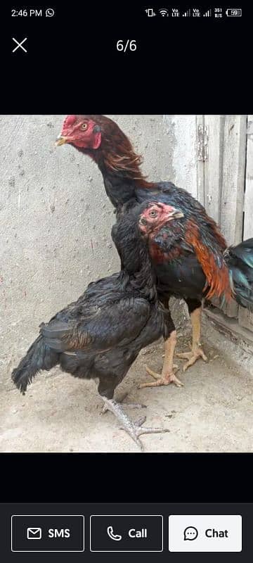 Thai caross aseel chicks 03035399592 call me 6