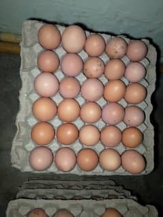 Desi Eggs