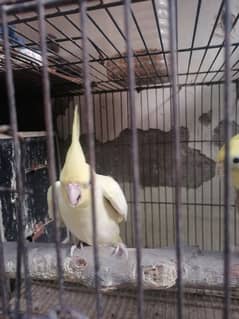 cockateil breeder pair for sale