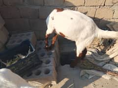 goat for urgent sale  Rajan puri cross