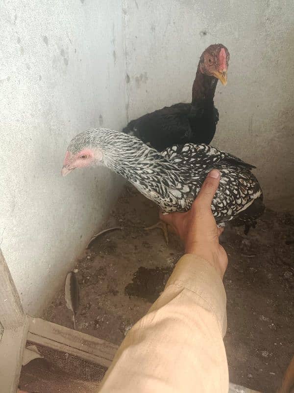 Aseel morgi or morga pair for sale whatsup nbr 03084970434 3