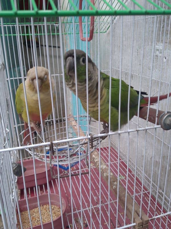 pineapple conure hand tame pair breading starting now 5