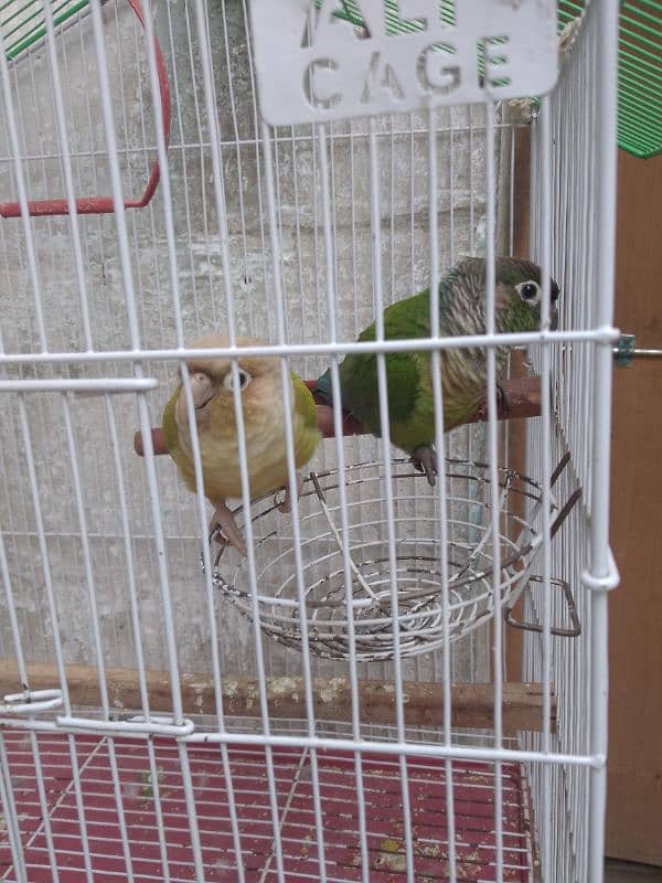 pineapple conure hand tame pair breading starting now 9