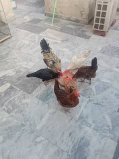 hen