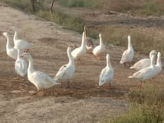 Pure white,egg laying big ducks are waiting to another ahelter