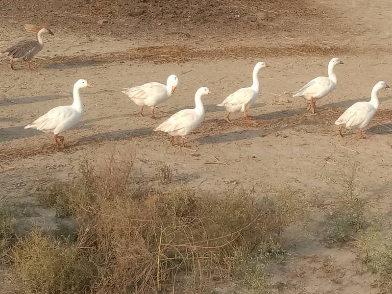 Pure white,egg laying big ducks are waiting to another ahelter 1