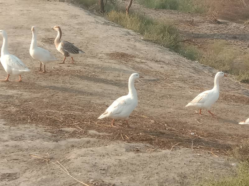 Pure white,egg laying big ducks are waiting to another ahelter 2