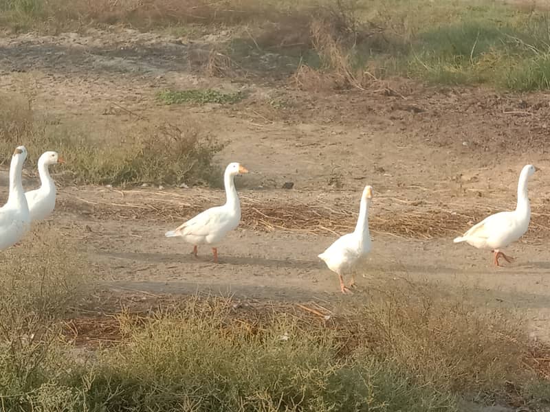 Pure white,egg laying big ducks are waiting to another ahelter 3