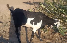 1 bakra 1 bakry for sale ( 55000+40000)